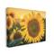 Stupell Industries Sunflower Field Sunrise Realistic Soft Edges Canvas Wall Art
